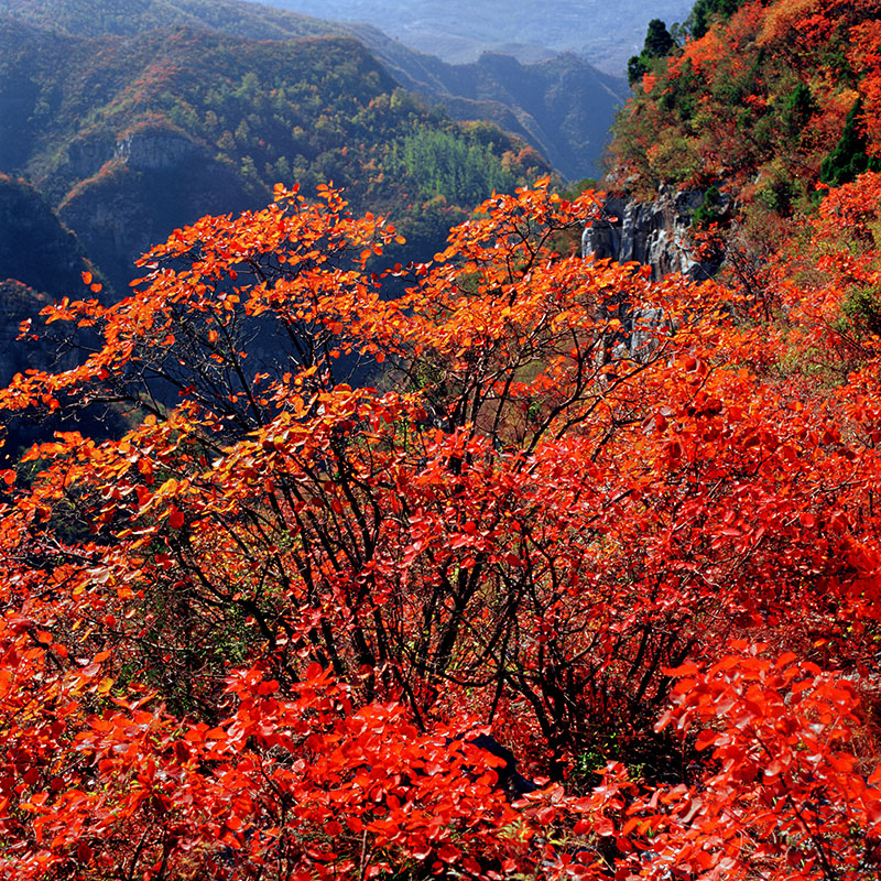 八台红叶